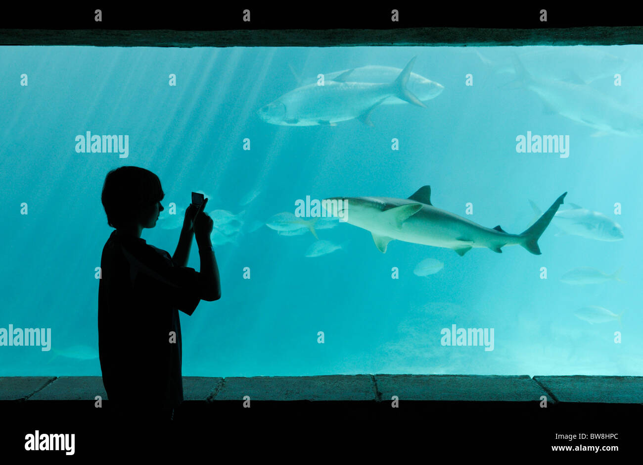 Ragazzo di fotografare un squalo in un acquario del serbatoio, Atlantis, Bahamas Foto Stock
