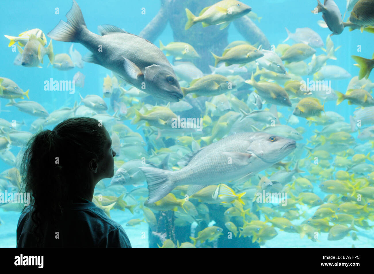 Ragazza la visione di pesce in uno dei tanti grandi vasche acquari all'Atlantis Resort Bahamas Foto Stock