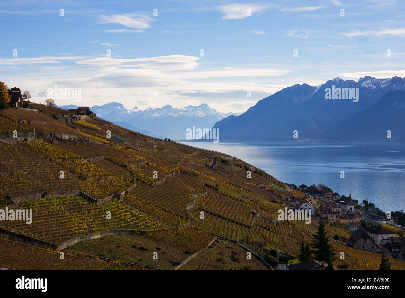 Collinare con vigneti sopra il Lago di Ginevra, nei pressi di Losanna nel cantone di Vaud, Svizzera Foto Stock
