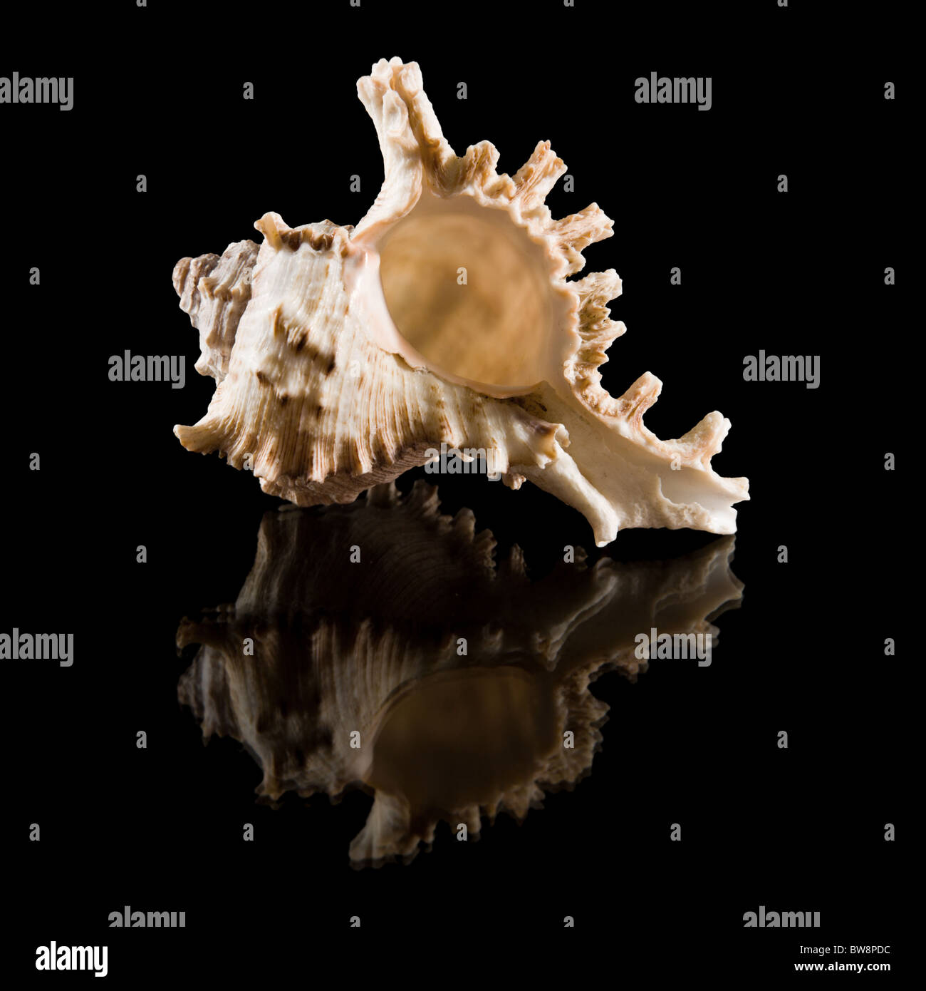 Guscio tropicale con la riflessione, isolato su sfondo nero Foto Stock