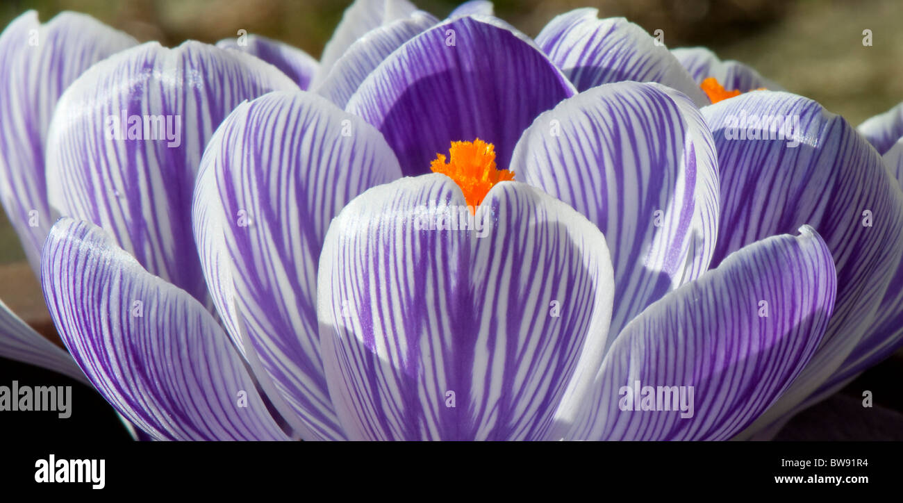 Crocus petali di fiori apertura nella luce del sole primaverile, DEVON REGNO UNITO Foto Stock