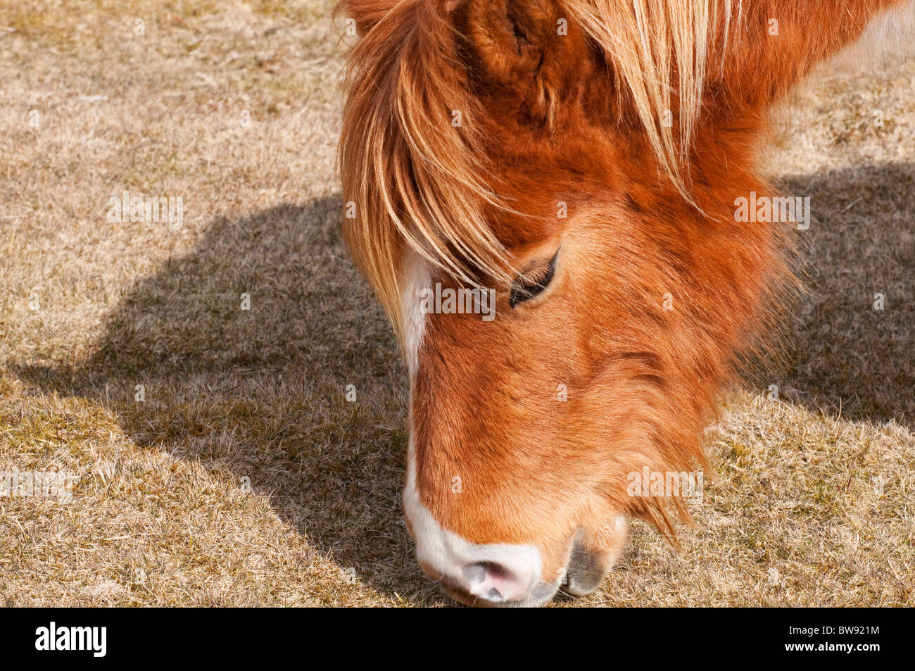 Colpo alla testa di Dartmoor pony pascolo, DEVON REGNO UNITO Foto Stock