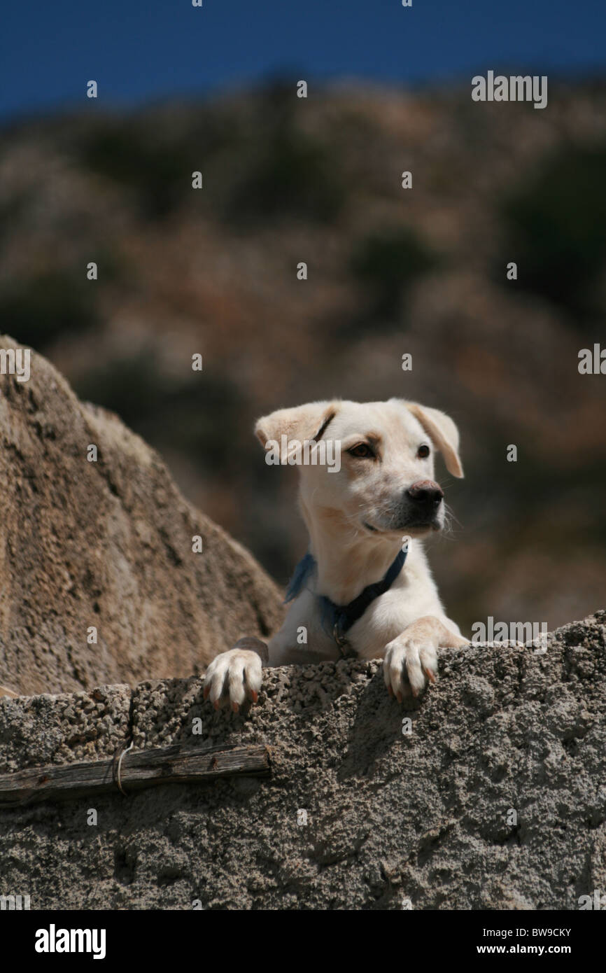 Cucciolo di cane sul tetto Foto Stock