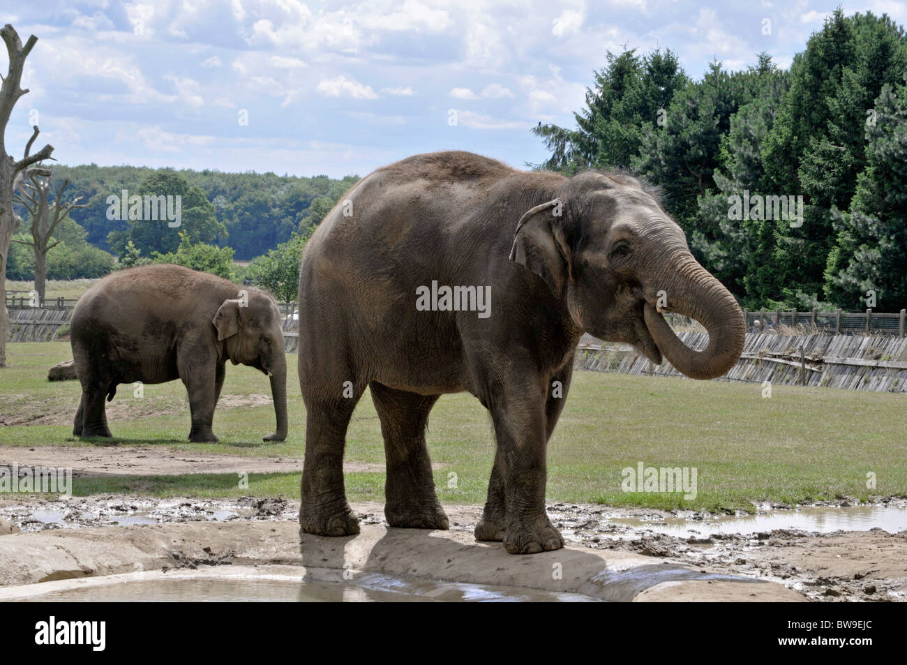 Elefanti indiani a Whipsnade Zoo. Foto Stock