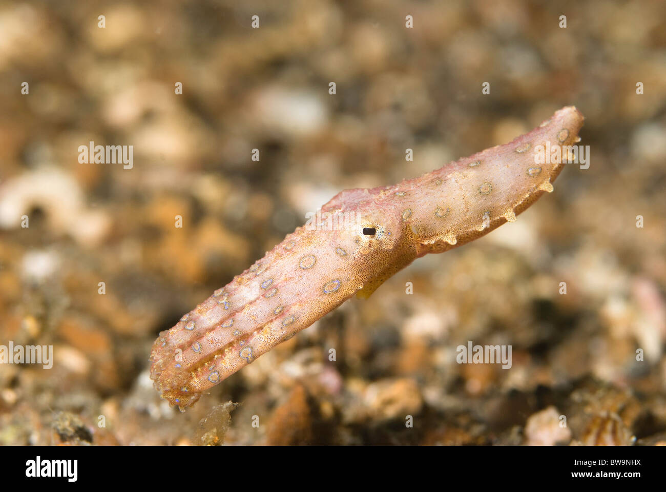 Anello blu Octopus Foto Stock
