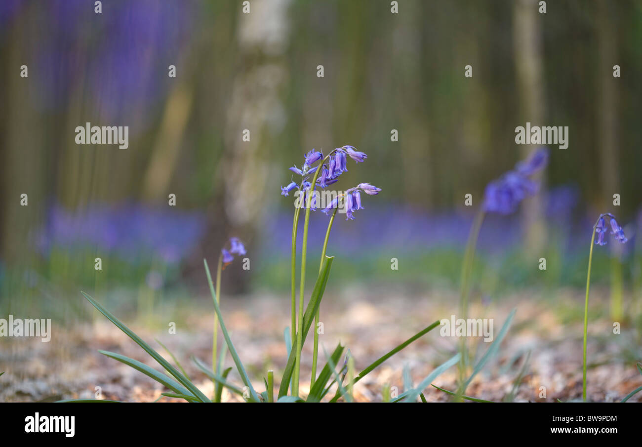 Close up Bluebells in un inglese Bluebell Wood Foto Stock