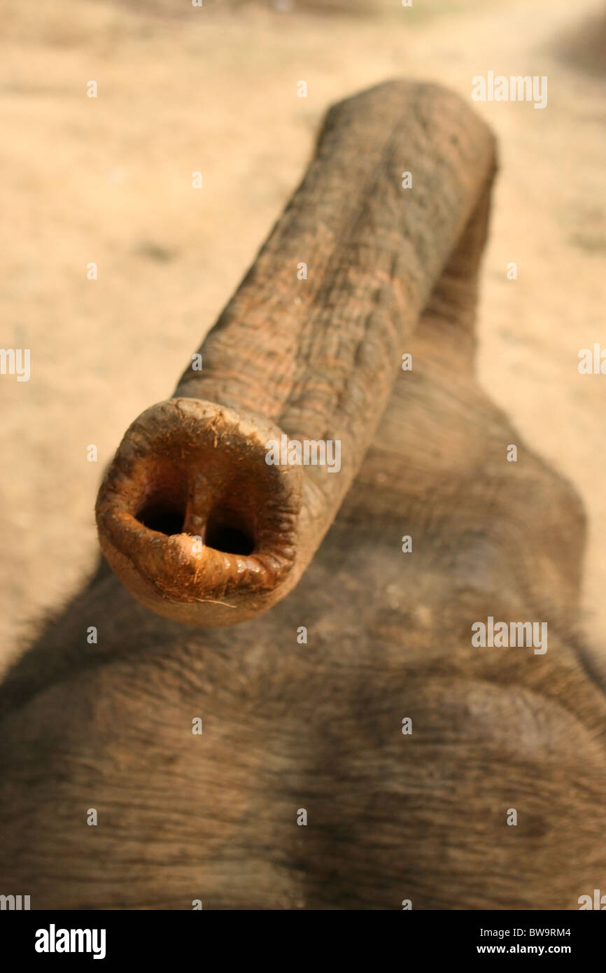 Close up di un tronco di elefanti, Ruammit village, provincia di Chiang Rai in Thailandia. Foto Stock