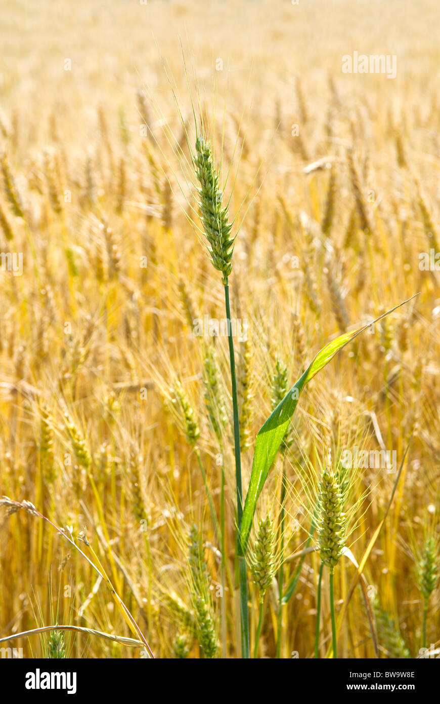 Levetta del grano acerbo tra un campo d'oro di quasi mature di frumento nel Sussex England Regno Unito Foto Stock