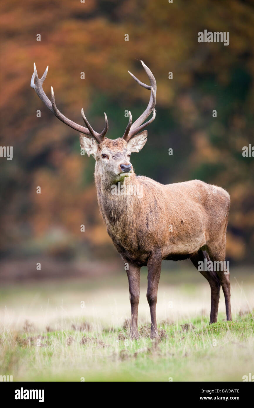 Red Deer; Cervus elaphus; feste di addio al celibato; Foto Stock