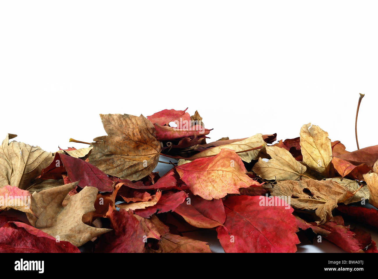 Foglie di autunno Foto Stock