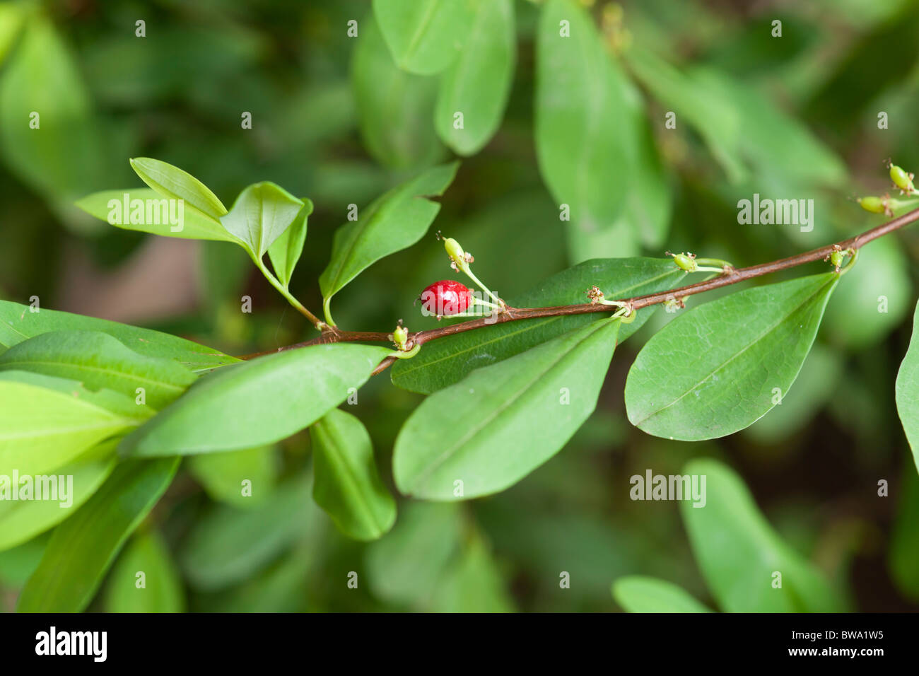 La coltivazione di cocaina in un giardino delle spezie, Sri Lanka Foto Stock