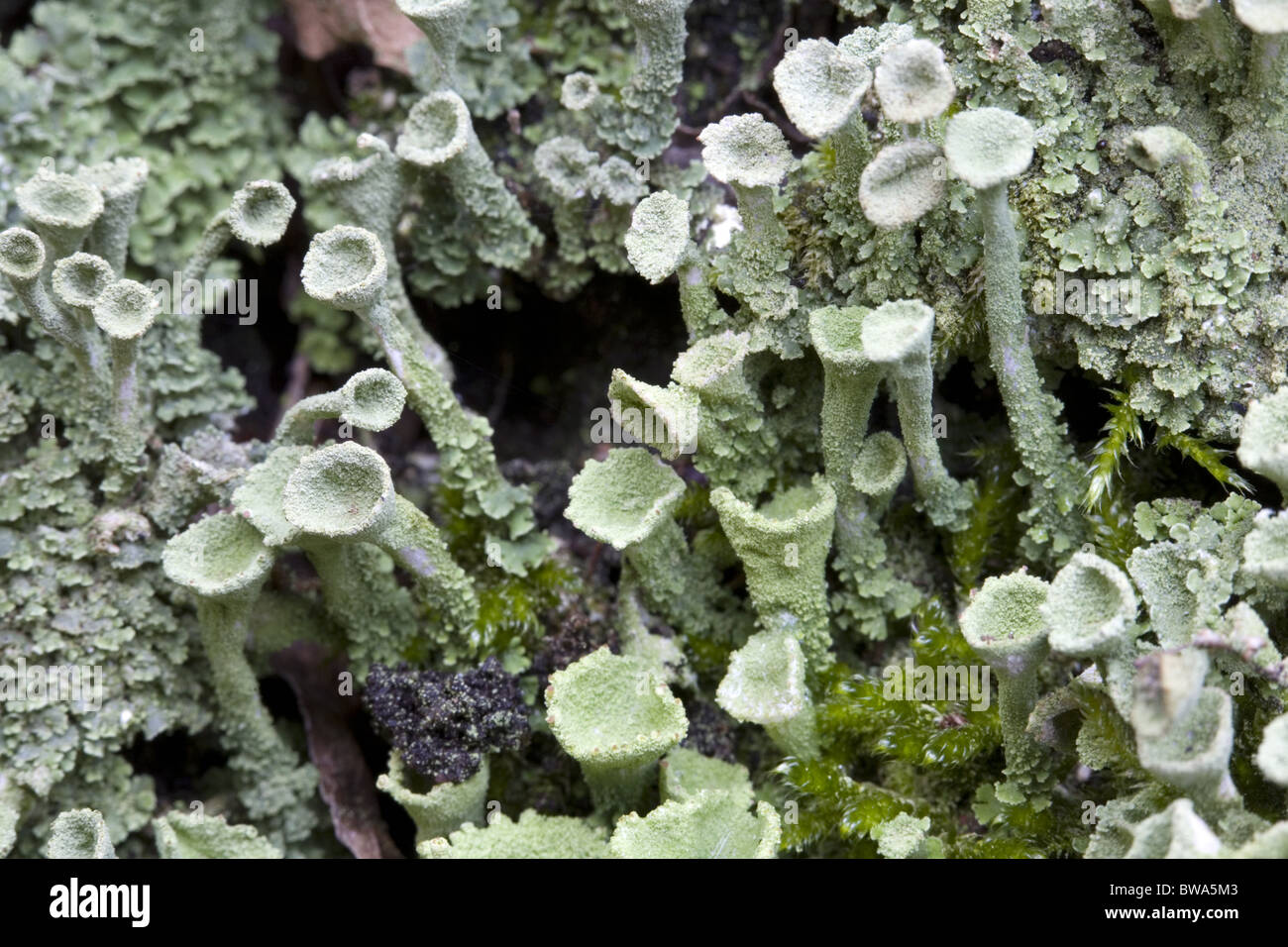 Chiusura del lichen Pixie Cup (Cladonia chlorophaea) con alcune specie di muschi tra, South-Holland, Paesi Bassi Foto Stock