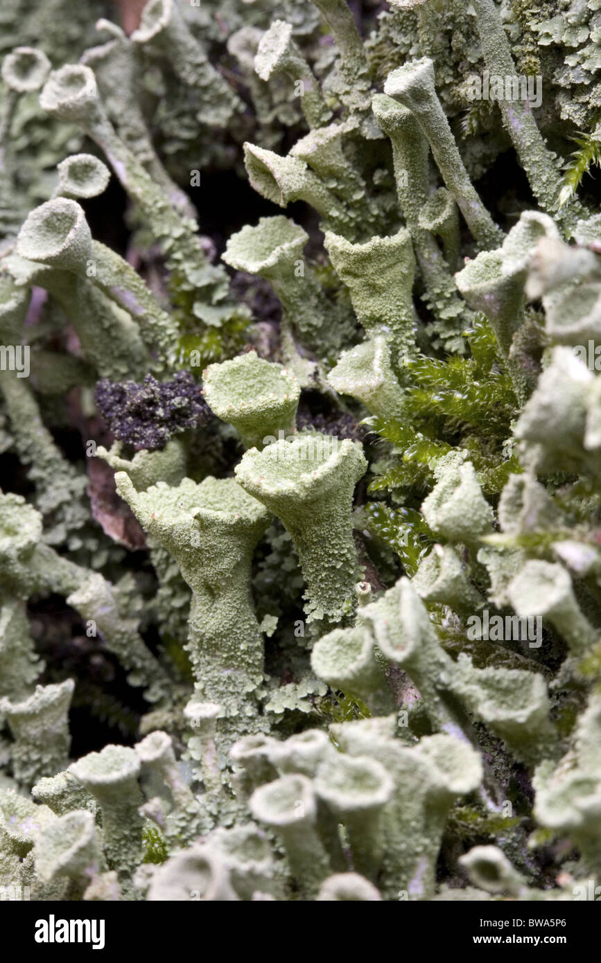 Chiusura del lichen Pixie Cup (Cladonia chlorophaea) con alcune specie di muschi tra, South-Holland, Paesi Bassi Foto Stock