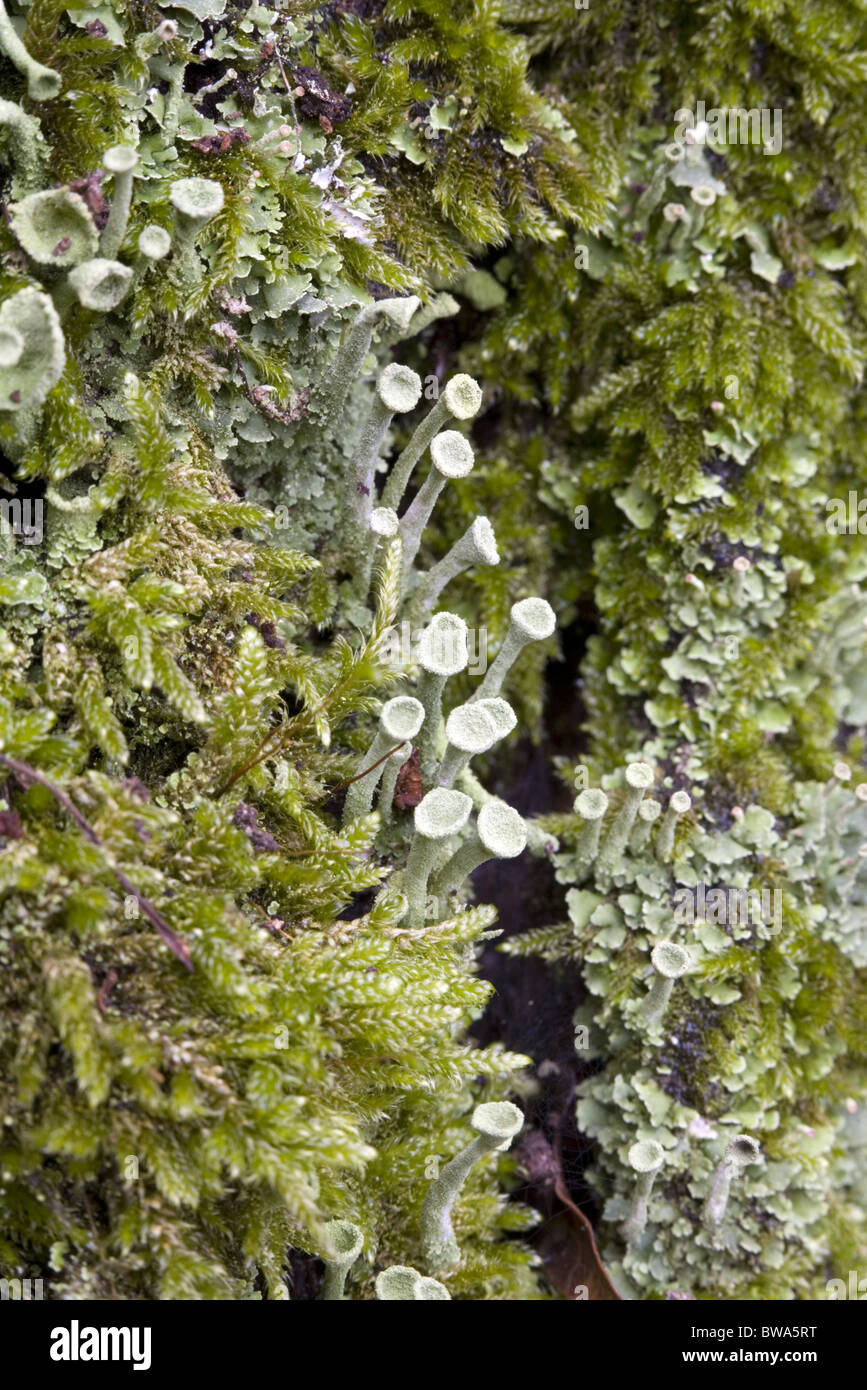 Chiusura del lichen Pixie Cup (Cladonia chlorophaea) tra i muschi, Alblasserdam, South-Holland, Paesi Bassi Foto Stock