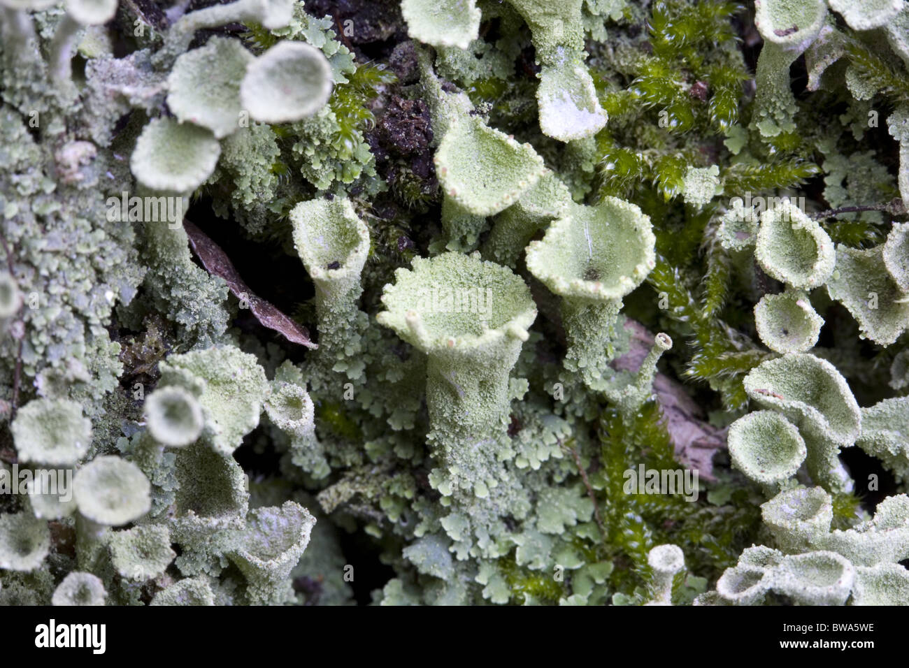 Chiusura del lichen Pixie Cup (Cladonia chlorophaea) con alcune specie di muschi tra, South-Holland, Paesi Bassi Foto Stock
