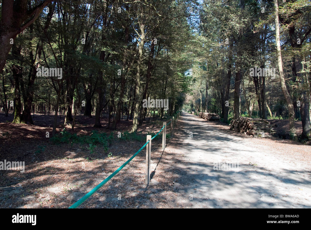 Bosco di Mesola, Pa Delta, provincia di Ferrara, Emilia Romagna, Italia Foto Stock