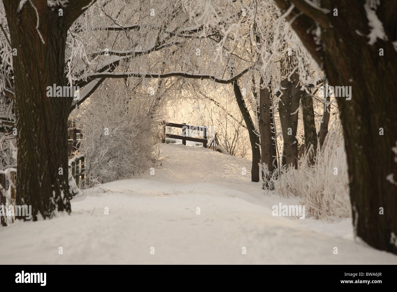 Un paesaggio winterly con alberi e un ponte in background Foto Stock Un paesaggio winterly con alberi e un ponte in background Foto Stock