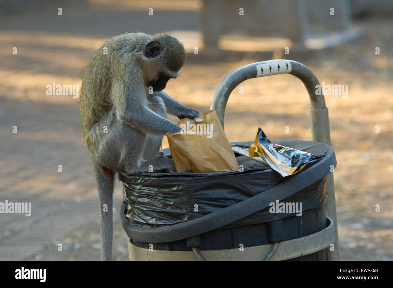 Scimmia Vervet Chlorocebus pygerythrus scavenging bin nel Parco Nazionale Kruger Sud Africa Foto Stock