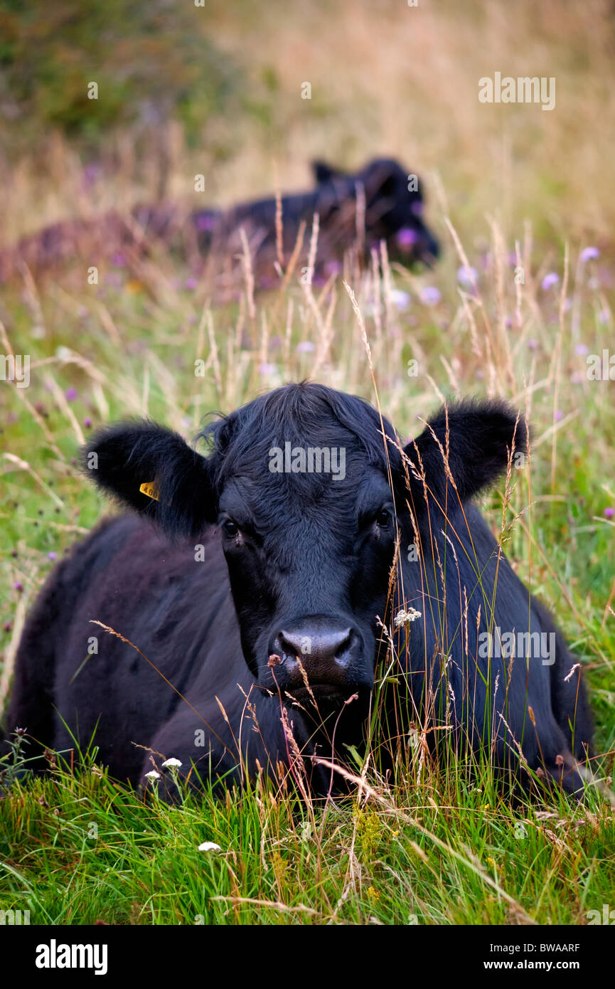 Mucca nera gallese nel prato naturale di pietra calcarea, Gloucestershire Foto Stock