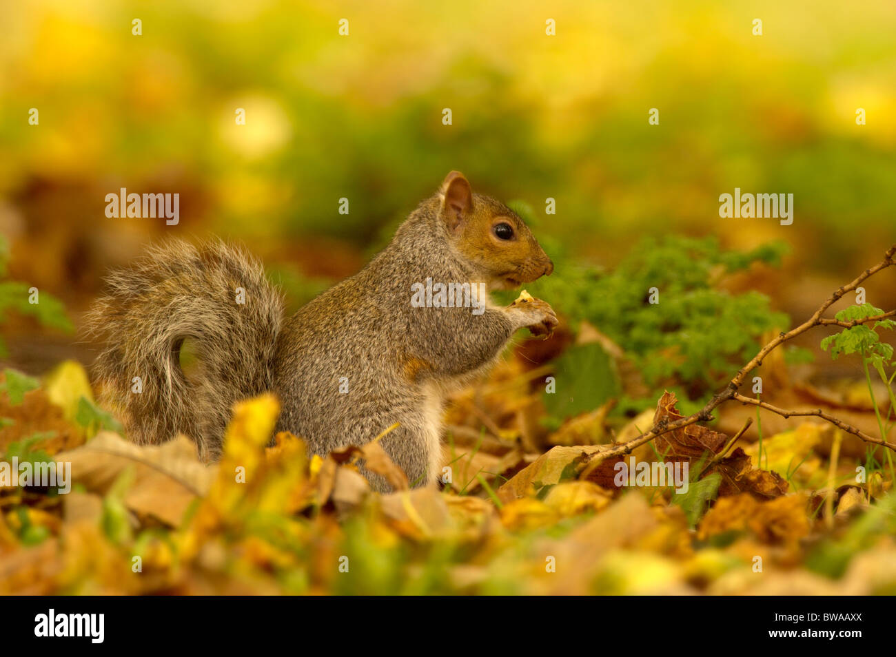 Scoiattolo grigio (Sciurus carolinensis) tra caduto foglie di autunno. Foto Stock