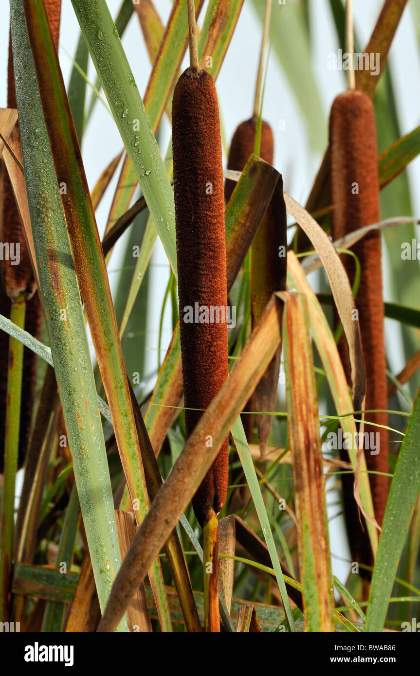 Giunco di palude o Reedmace - Typha latifolia Foto Stock