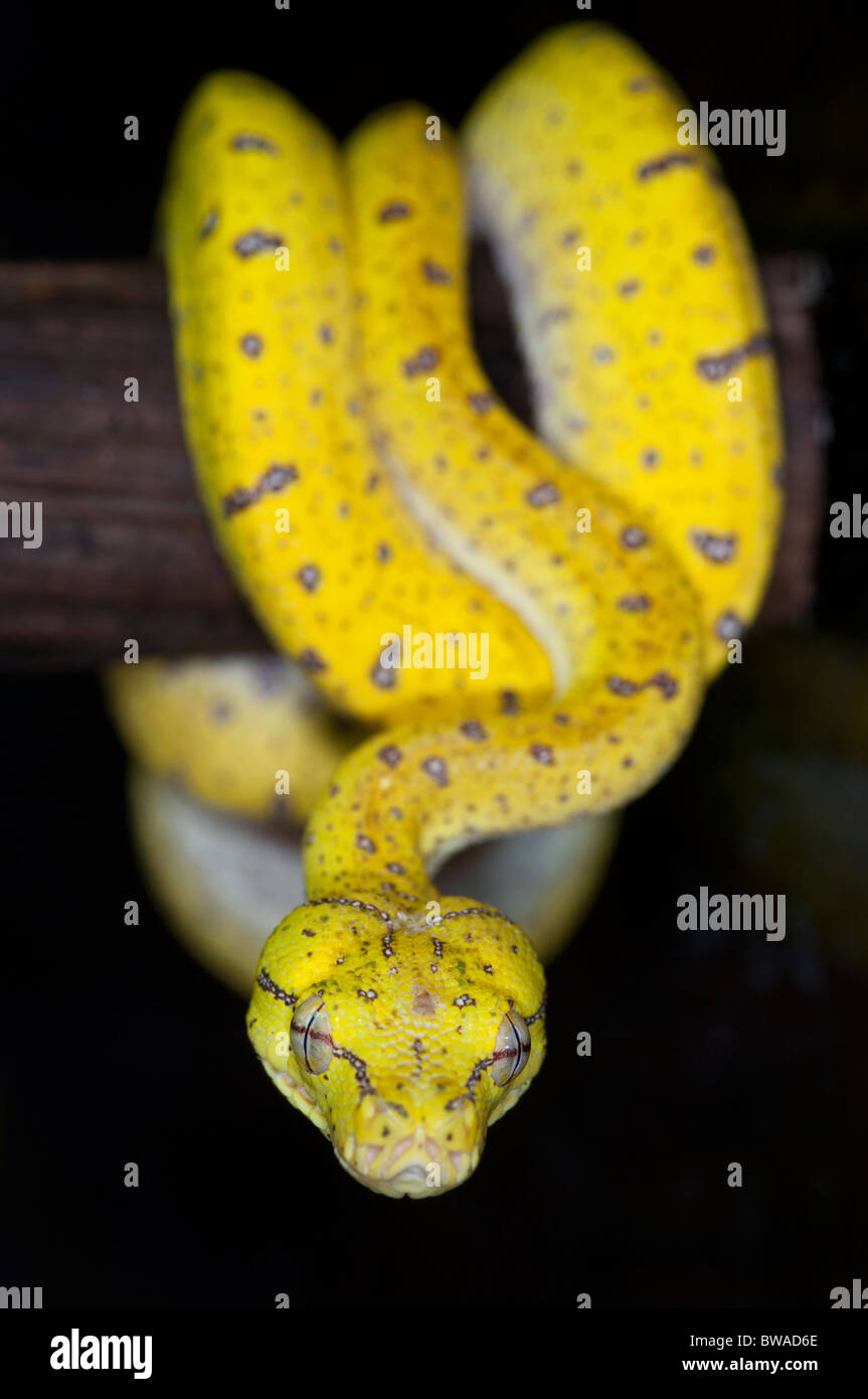 I giovani di green tree python, circa 1 anno di età, Nuova Guinea Foto Stock