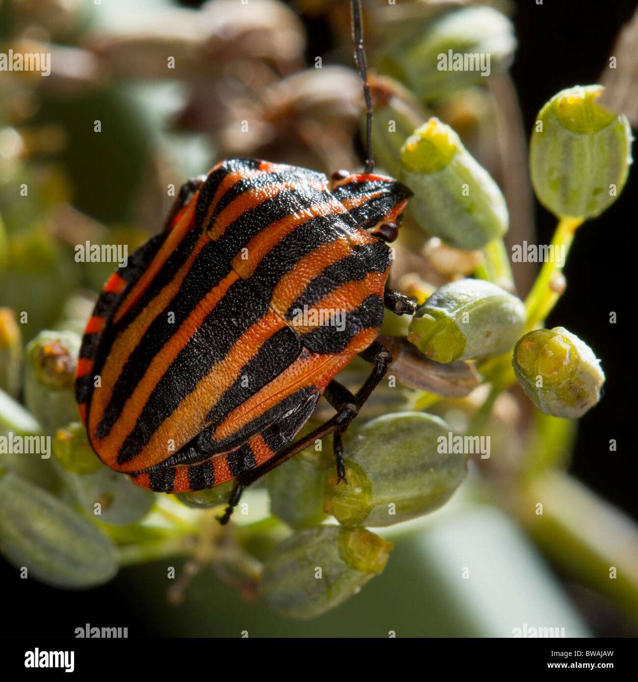 Graphosoma lineatum, un tipo di scudo bug Foto Stock