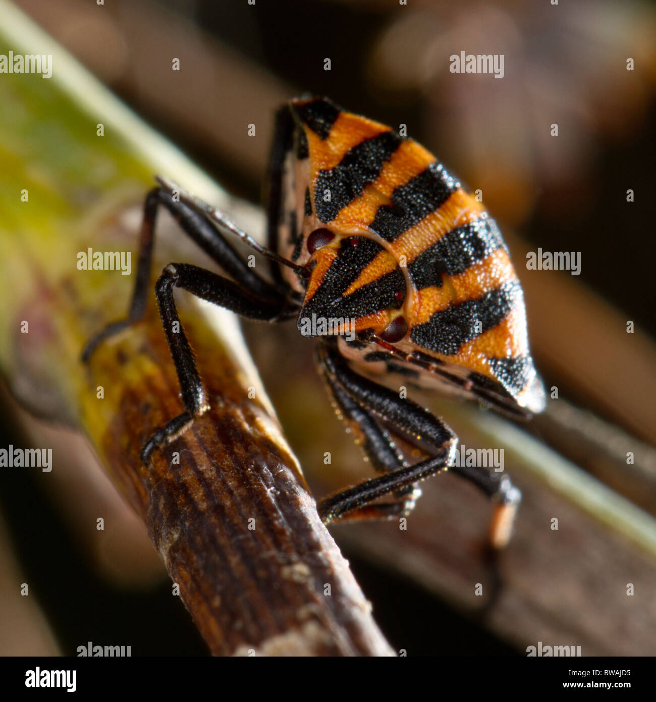 Graphosoma lineatum, un tipo di scudo bug Foto Stock