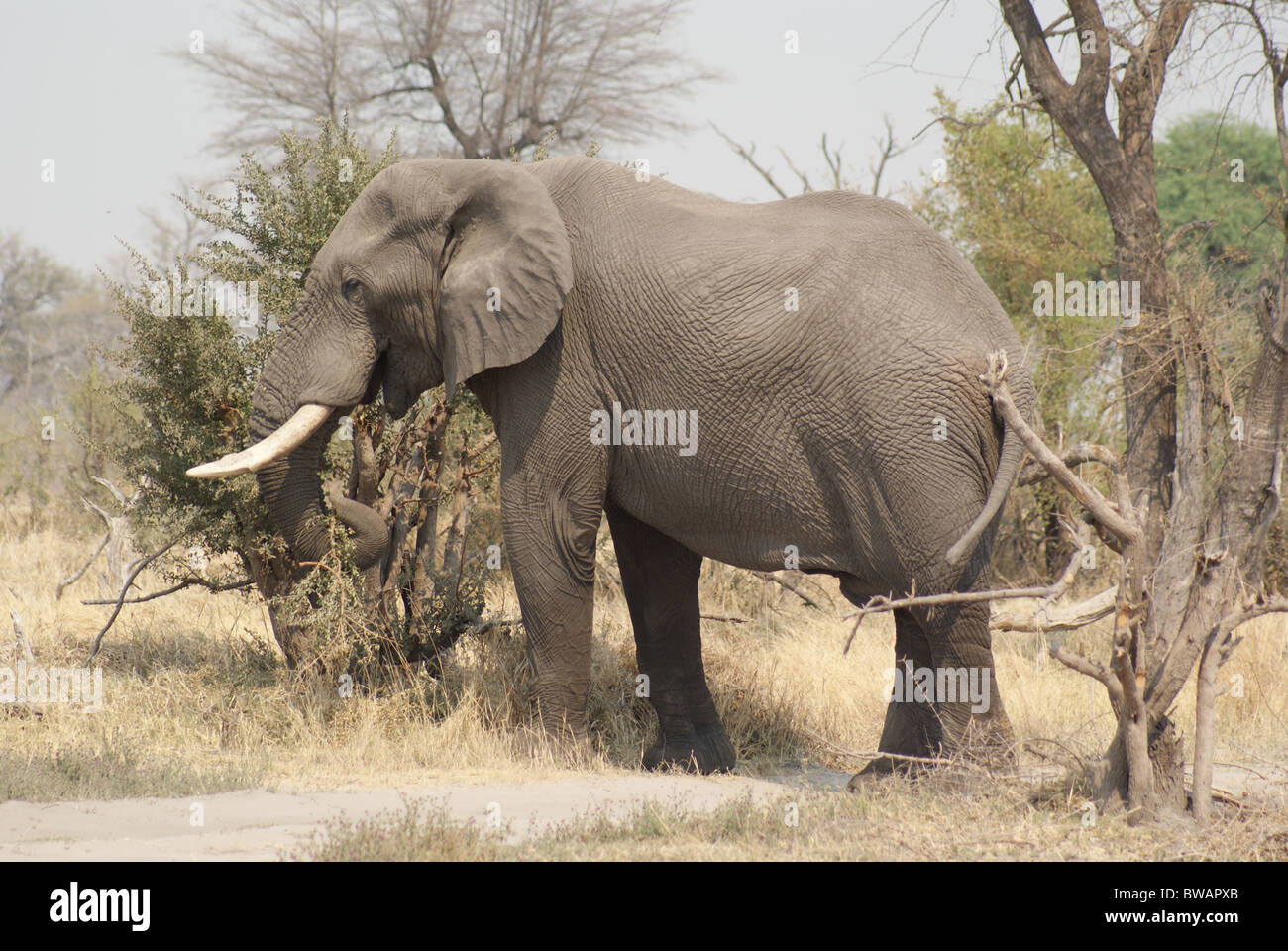 Elefante africano mucca in piedi tra gli alberi in Botswana Foto Stock