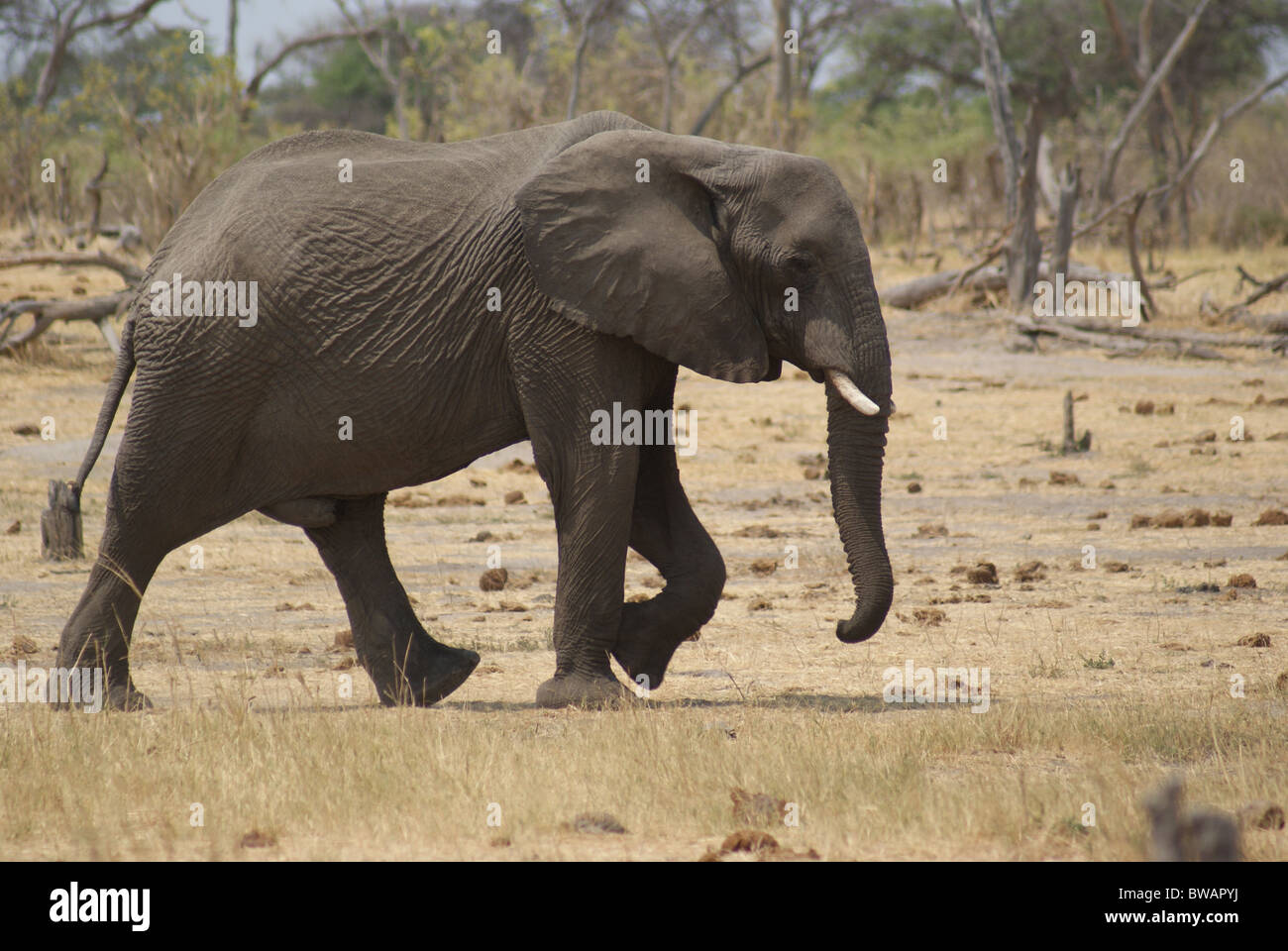 Elefante africano a piedi nella boccola Foto Stock
