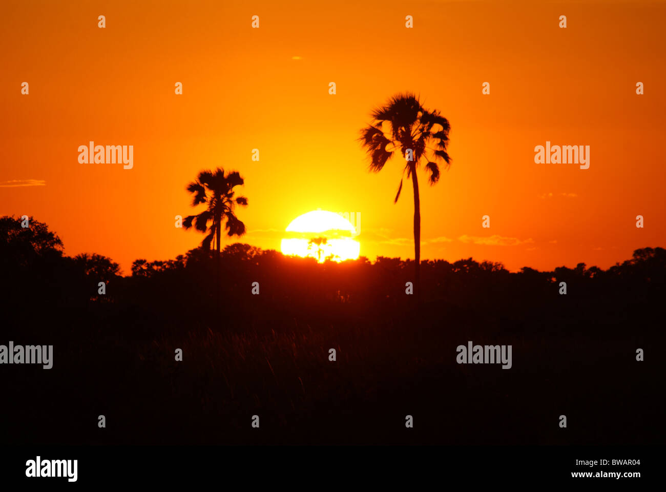 Bel tramonto con alberi di palma in Okavango Delta del Botswana Foto Stock