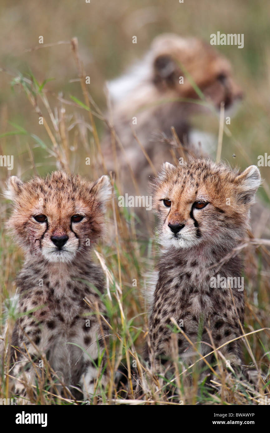 Cheetah cubs in erba superiore, il Masai Mara Game Reserve, in Kenya. Foto Stock