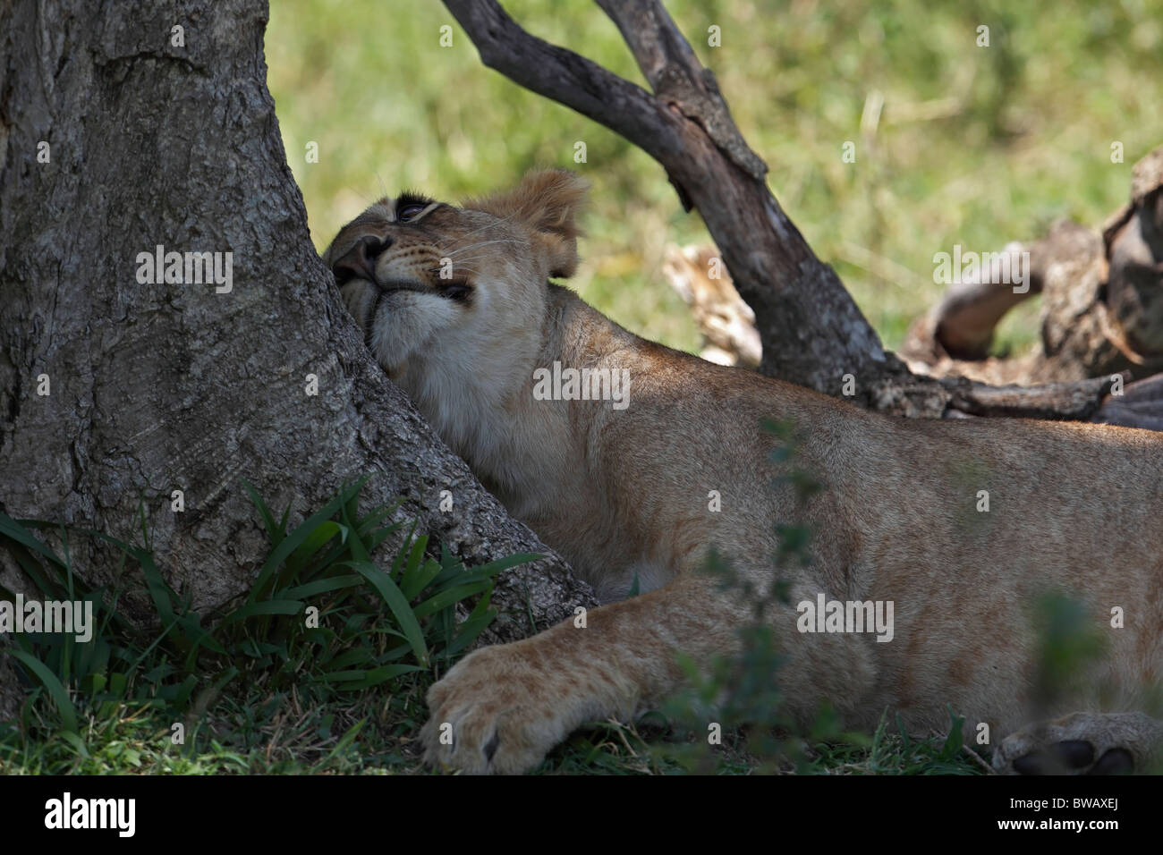 Lion cub dormendo, il Masai Mara Game Reserve, in Kenya. Foto Stock