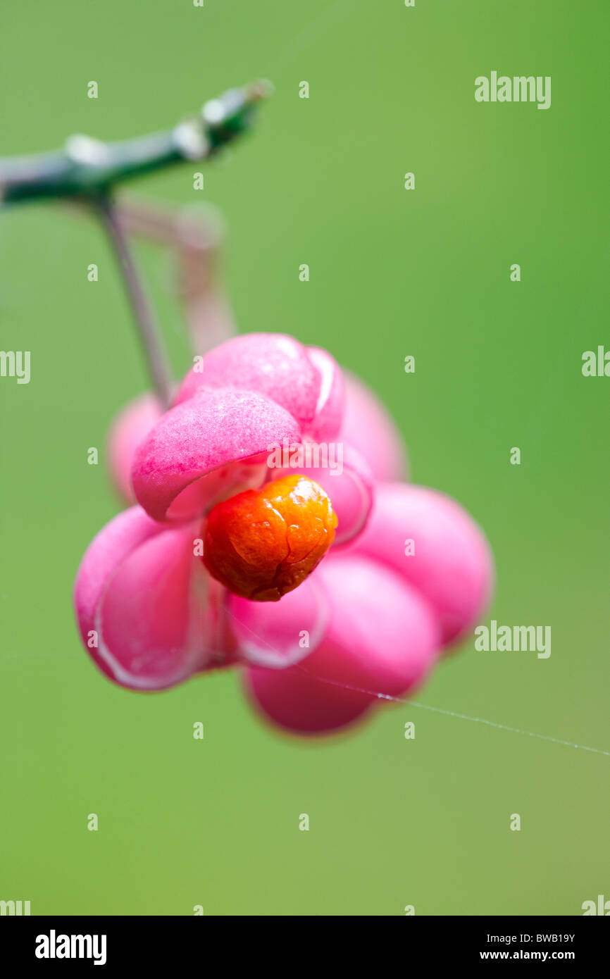 Albero mandrino - Euonymus hamiltonius subsp. sieboldianus - seedpod e sementi Foto Stock