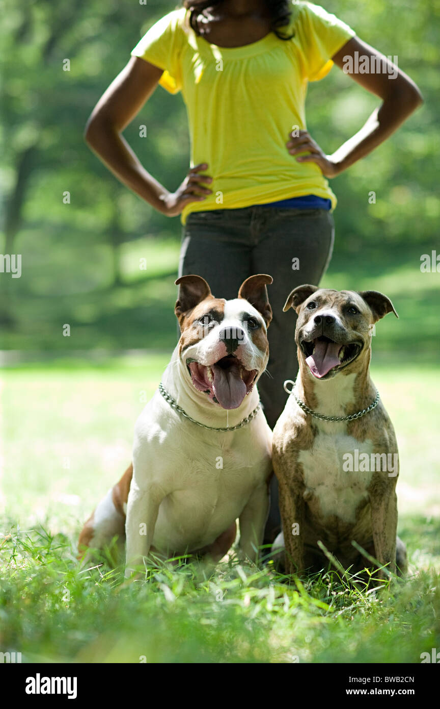 Due cani con il loro proprietario Foto Stock
