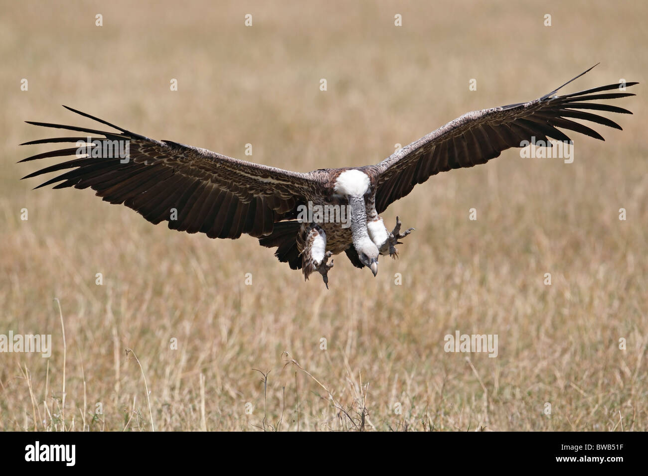 Sbarco di Rueppell grifone, Masai Mara Game Reserve, in Kenya. Foto Stock