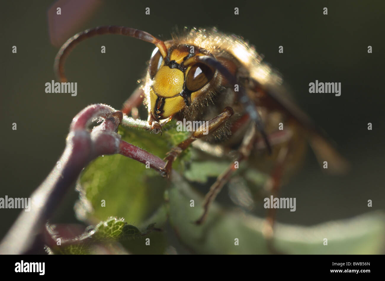 Unione Hornet (Vespa crabro) Foto Stock