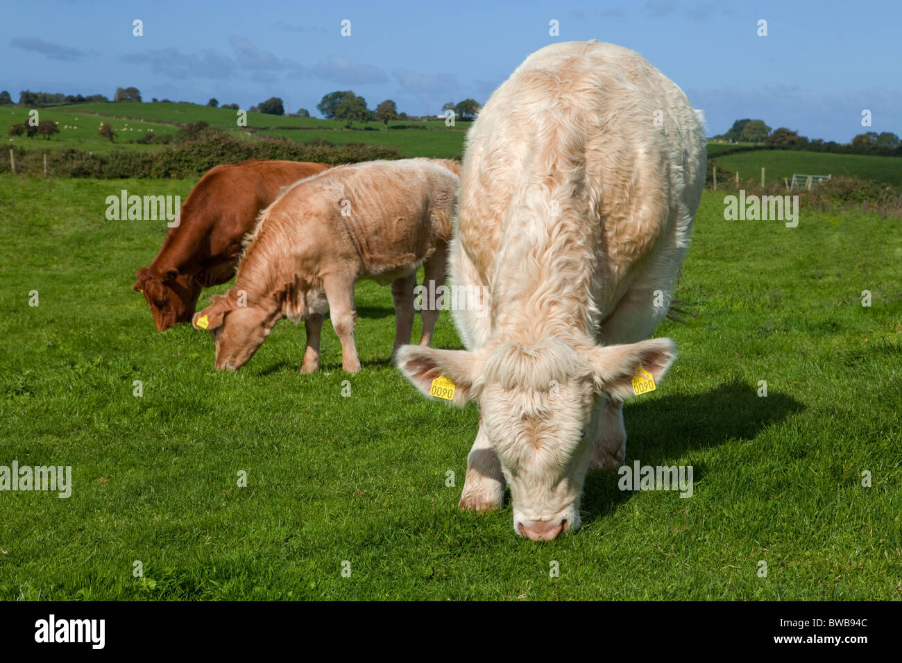 Charolais torello, bovini vicino carrowmore, nella contea di Sligo, Irlanda Foto Stock
