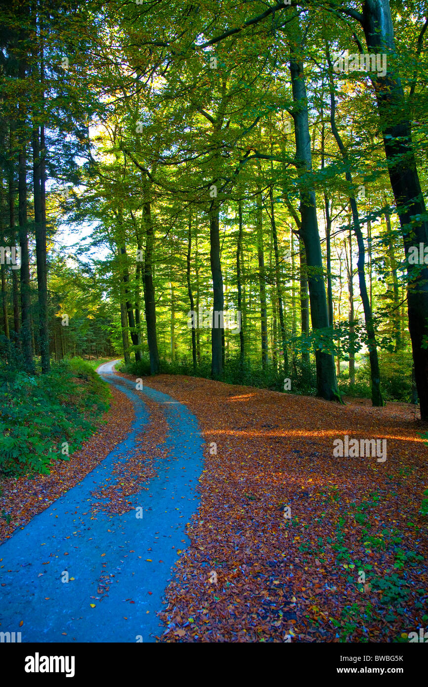 Lane di Woodland Foto Stock