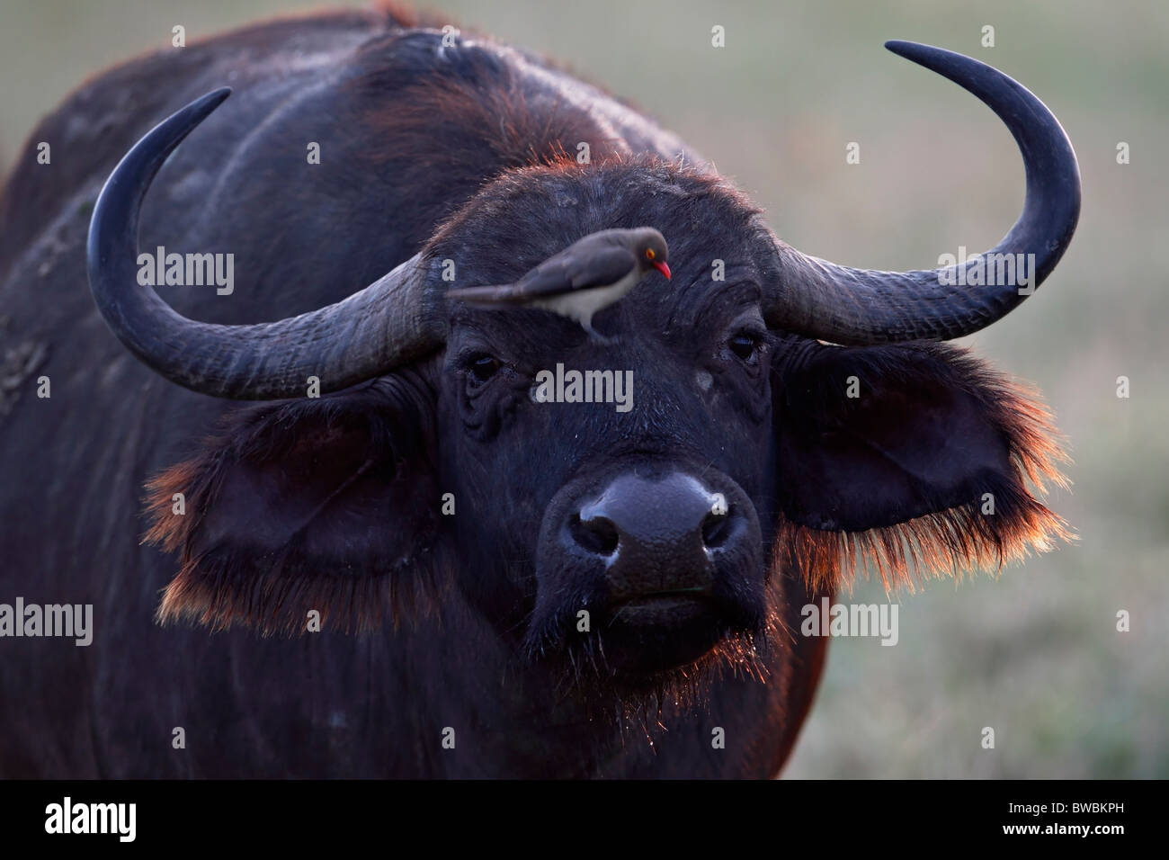 African buffalo con red-fatturati oxpeker. Foto Stock