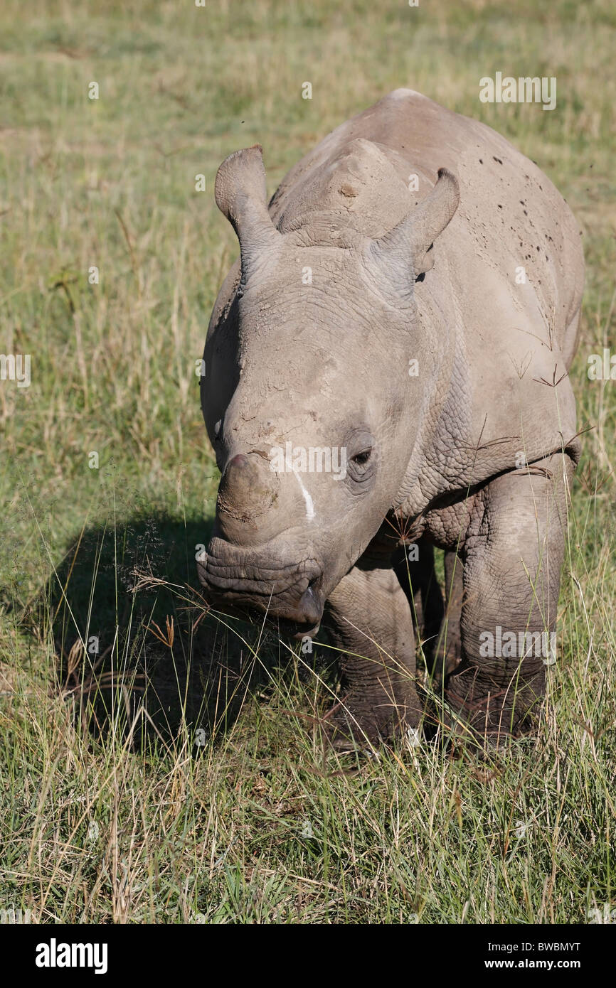 White Rhino Calf presso il lago Nakuru Nationalpark, Kenya. Foto Stock