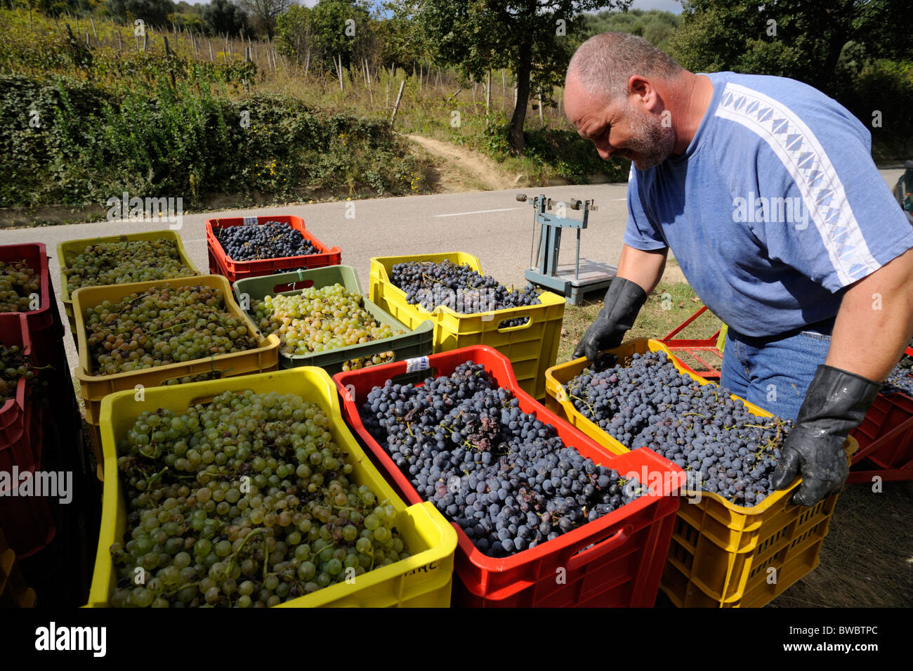 Italia, Basilicata, Roccanova, vendemmia, autocarro di carico agricolo Foto Stock