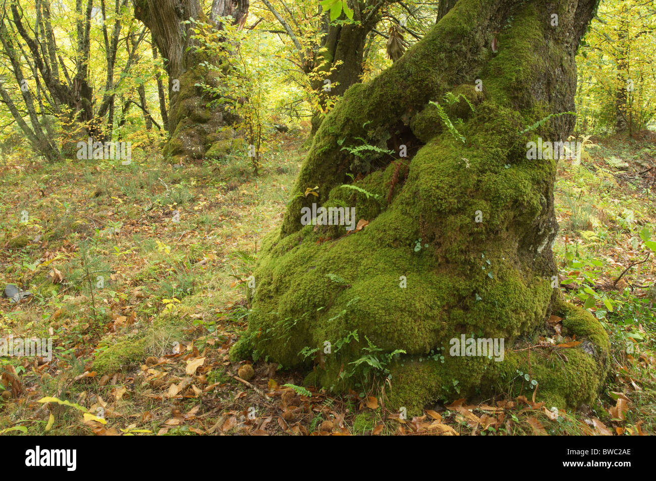 Caducifoglie bosco di castagni. O Courel, Lugo, Galizia, Spagna. Foto Stock