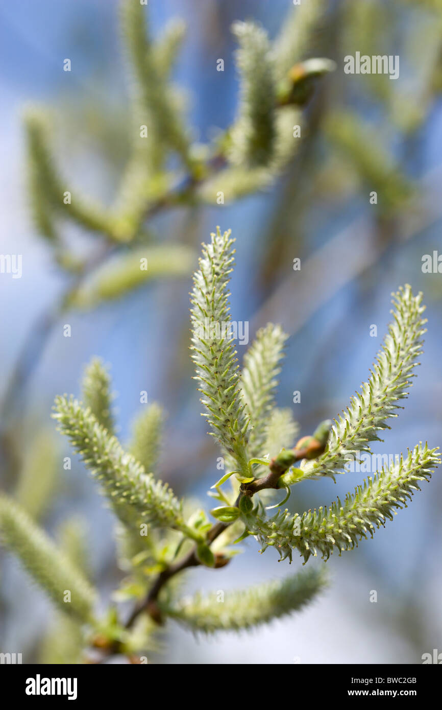 Paesaggio, alberi, fiori, montante salix willow amenti su un albero in un giardino inglese in primavera. Foto Stock