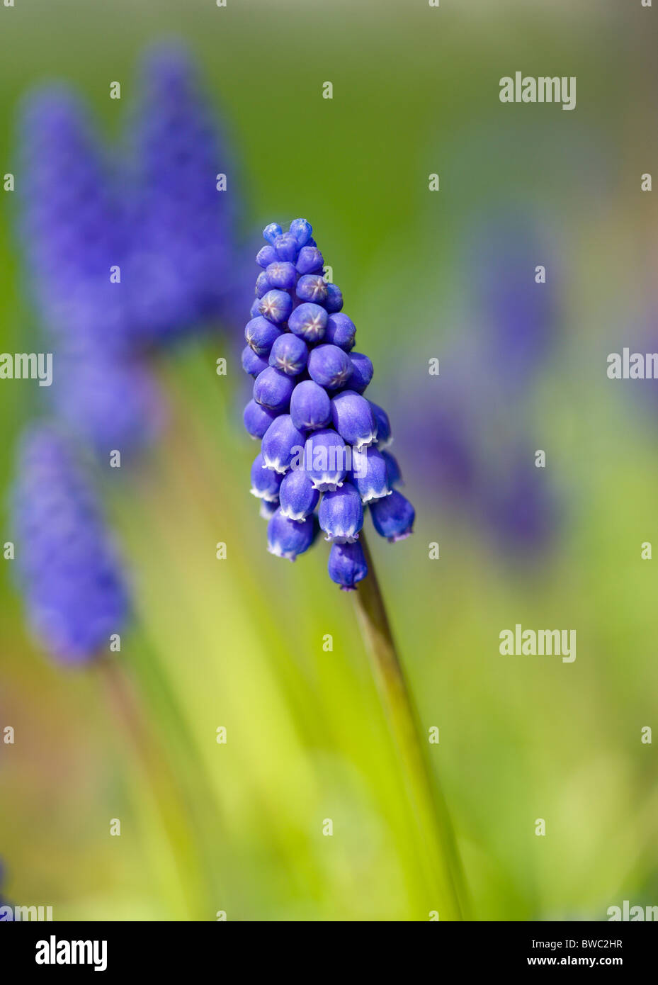 Paesaggio, Giardini, piante invasive bluebell spagnolo in primavera in un giardino inglese. Foto Stock