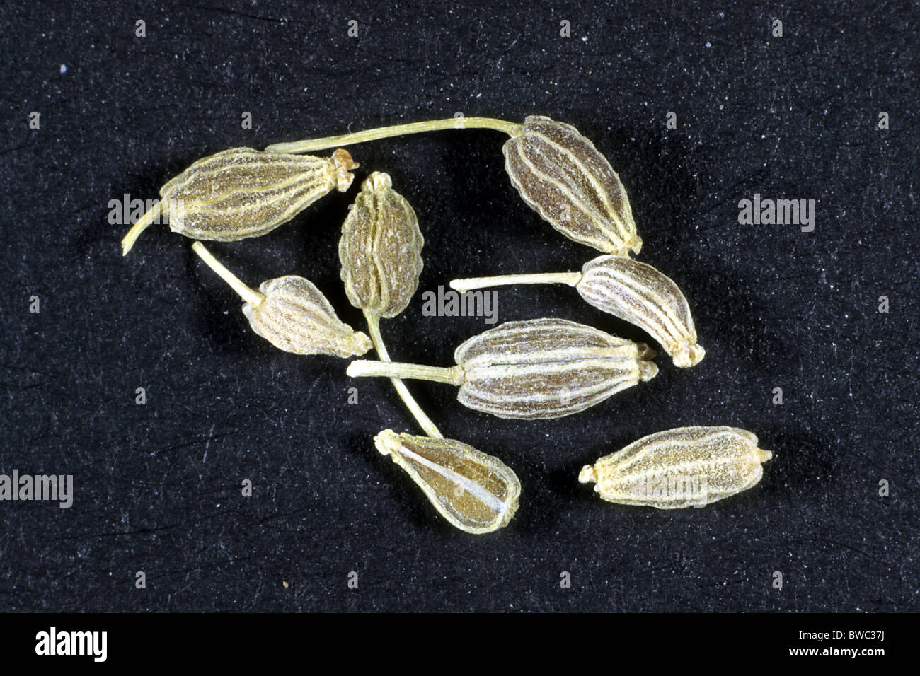 Anice, semi di anice verde (Pimpinella anisum), semi, studio immagine. Foto Stock