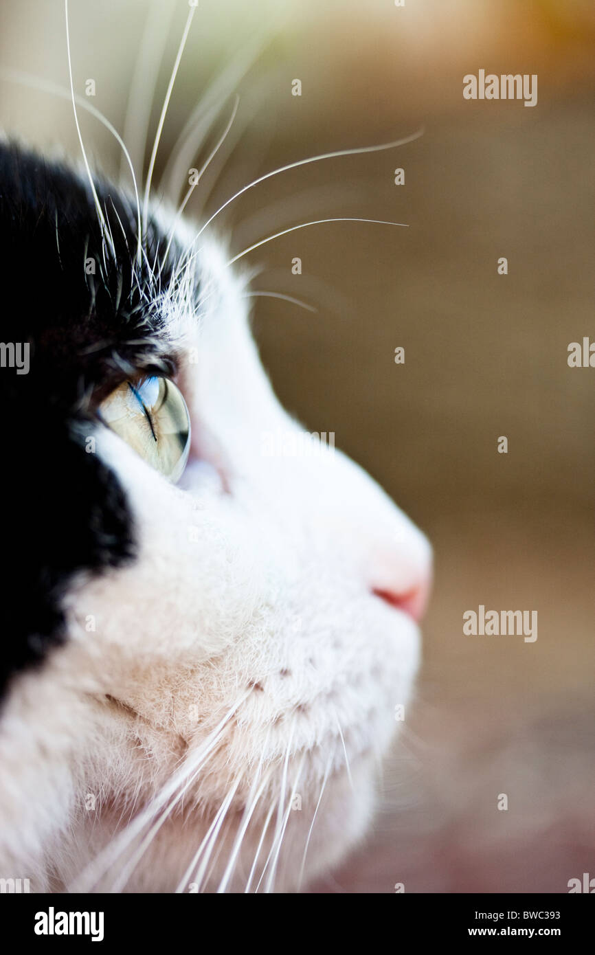 Profilo di bianco e nero cat Foto Stock