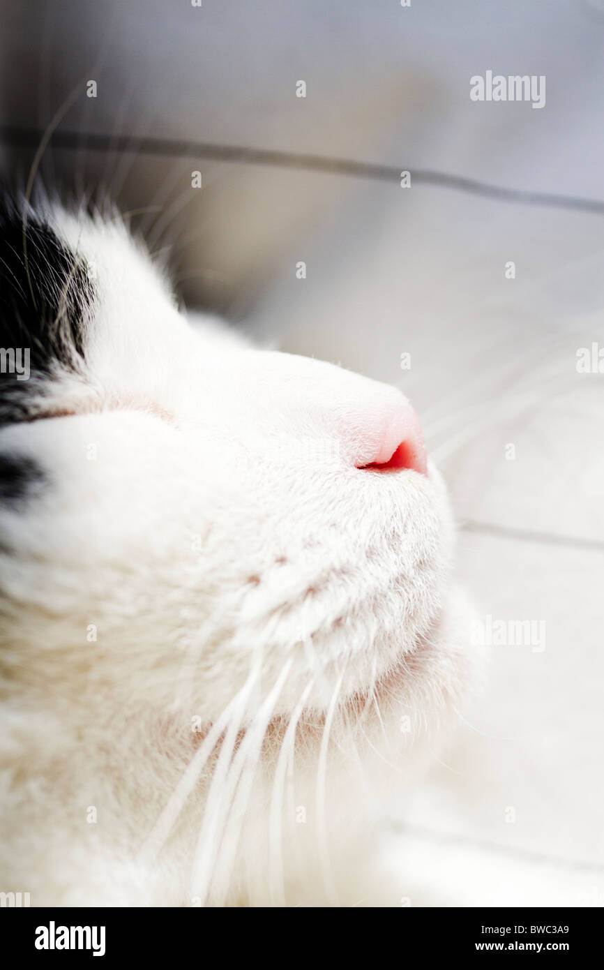 Profilo del bianco e nero a pelo di gatto Foto Stock