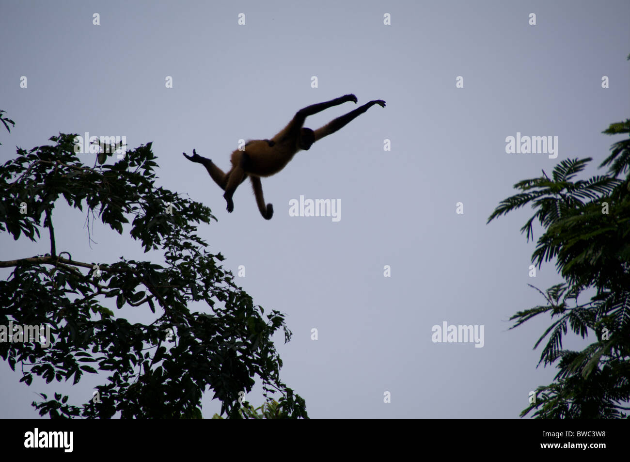 Un ragno ornati di scimmia (Ateles geoffroyi ornatus) salta da albero ad albero in Tortugero National Park, Costa Rica. Foto Stock