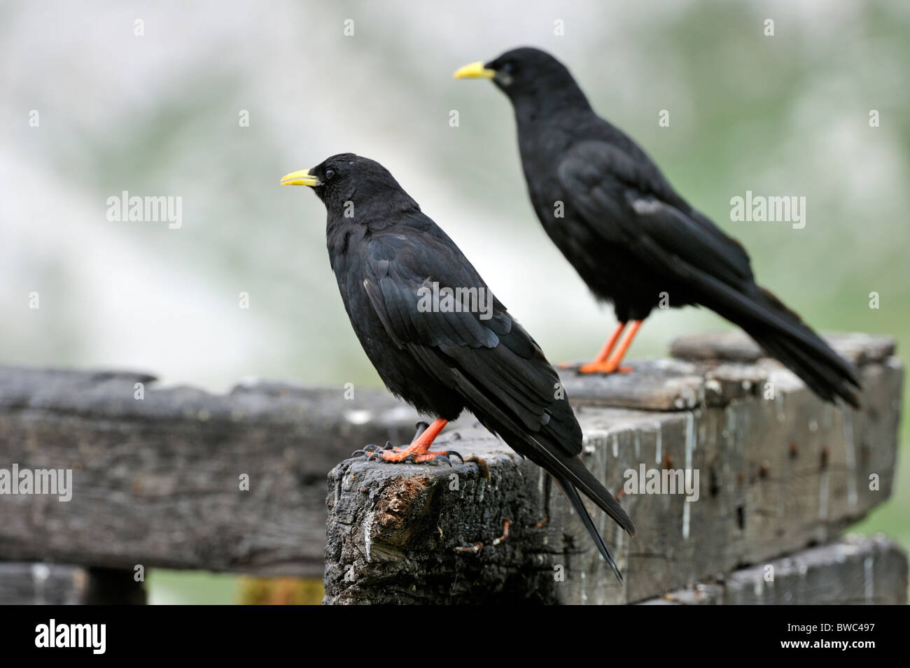 Gracchi alpini / giallo-fatturati Choughs (Pyrrhocorax graculus) appollaiato sulla staccionata in legno, Dolomiti, Italia Foto Stock